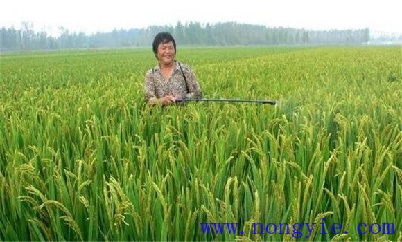 加強(qiáng)病蟲害綜合防治，確保青稈黃熟