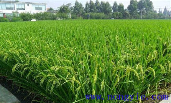 砷中毒可能致水稻穎殼張開、不灌漿