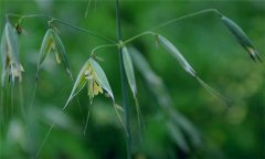 燕麥種植時(shí)間，燕麥?zhǔn)裁磿r(shí)間種植