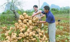 豆薯如何種植，豆薯種植與栽培技術(shù)