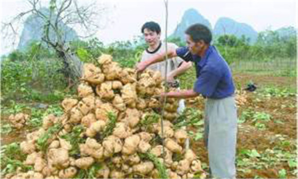 豆薯如何種植，豆薯種植與栽培技術