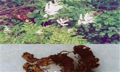 常見(jiàn)的天然的植物殺蟲(chóng)劑有哪些？