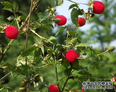 樹(shù)莓種植方法