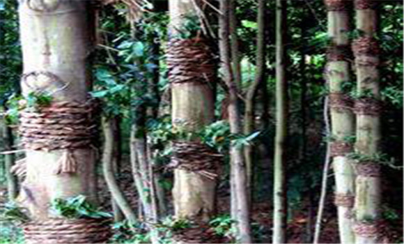 仿野生鐵皮石斛如何種植，鐵皮石斛的種植技術(shù)