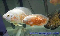 如何讓繁殖地圖魚，地圖魚的繁殖方法