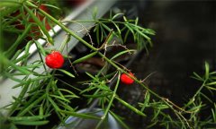 天門(mén)冬的生長(zhǎng)習(xí)性 天門(mén)冬種植技術(shù)與主要步驟