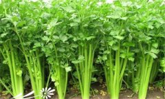 怎樣種植芹菜，芹菜的種植方法與技術(shù)要點(diǎn)