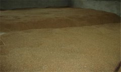小麥種子貯藏要注意什么？