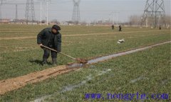 小麥冬灌時(shí)間是什么時(shí)候？小麥澆冬水的作用