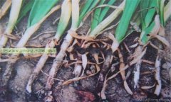 大蒜細菌性軟腐病的癥狀有哪些 怎樣防治？