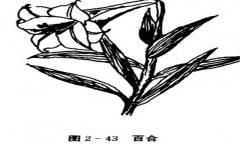 百合花怎么養(yǎng)，百合的產(chǎn)地、習(xí)性與養(yǎng)殖