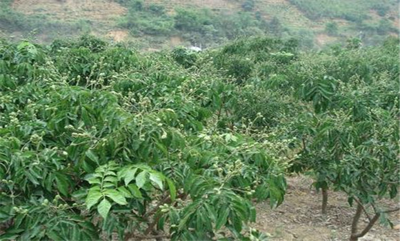 種植黃皮怎么管理？