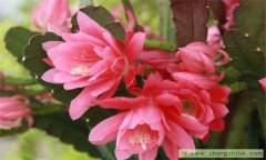 怎樣使令箭荷花開(kāi)花多？