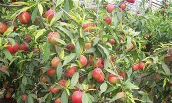 大棚種植桃樹怎么管理？