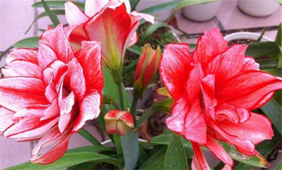 盆栽朱頂紅怎么養(yǎng)？