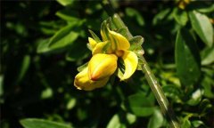 迎春花的養(yǎng)殖方法，迎春花的養(yǎng)殖技術要點