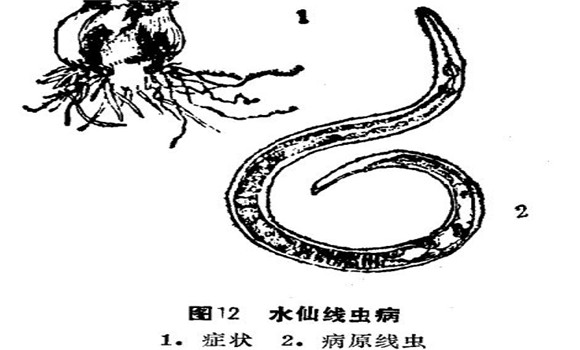如何防治水仙線蟲??？