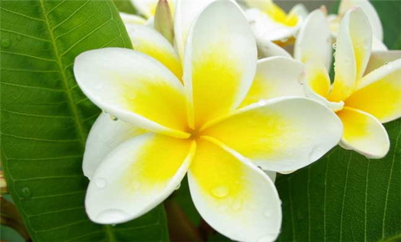 盆栽雞蛋花怎么養(yǎng)？