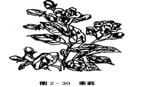 茉莉花種植技術(shù)，如何種植茉莉花