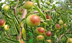 冬棗樹種植方法，冬棗種植栽培的技術(shù)要點(diǎn)