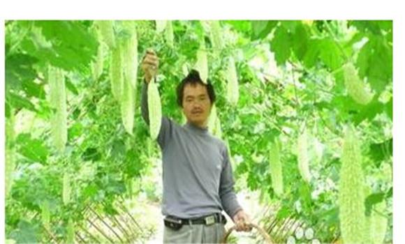 如何種植苦瓜，苦瓜種植方法技巧