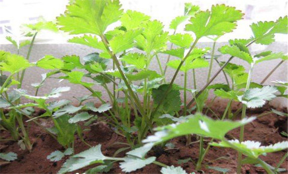 陽臺香菜的種植方法，陽臺香菜怎么種