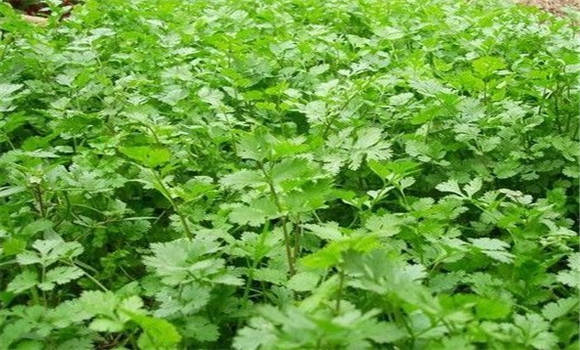 怎樣種芫荽，種芫荽的方法