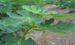 無花果的成熟時間 無花果什么時候成熟？