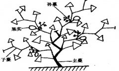 大、中棚香瓜的整枝方法