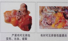 雞傳染性鼻炎用什么藥效果好，如何治療?