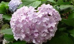 盆栽繡球花怎么養(yǎng)？盆栽繡球花的養(yǎng)殖方法