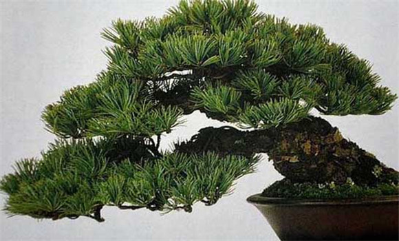 盆栽五針松怎么養(yǎng)？