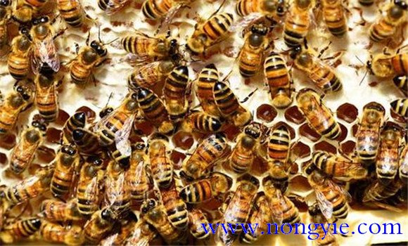 雙王蜂群春繁期、生產期和越冬期的管理方法