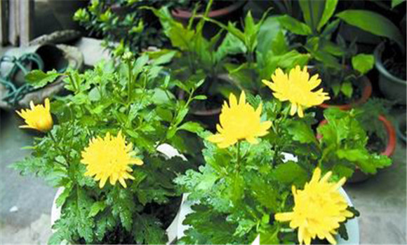 盆栽菊花養(yǎng)護(hù)，菊花種植注意事項(xiàng)知多少