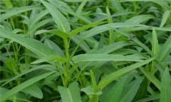 蕹菜是什么菜，有何特征？