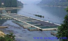 魚類氨氮中毒、藥害及泛塘的差別及解救方法