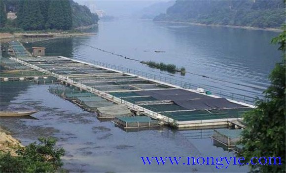 魚類氨氮中毒、藥害及泛塘的差別及解救方法