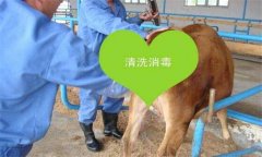 牛胎衣不下怎么辦，教你牛胎衣不下的簡易療法