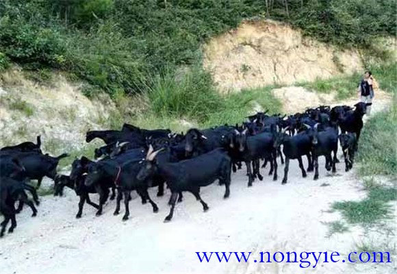 羊肉市場缺口大，供不應(yīng)求