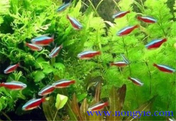 紅綠燈魚怎么養(yǎng)，紅綠燈魚的仔魚如何管理