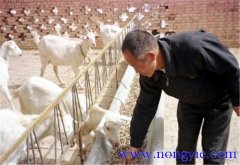 舍飼養(yǎng)羊的品種選擇，舍飼養(yǎng)羊技術(shù)要點