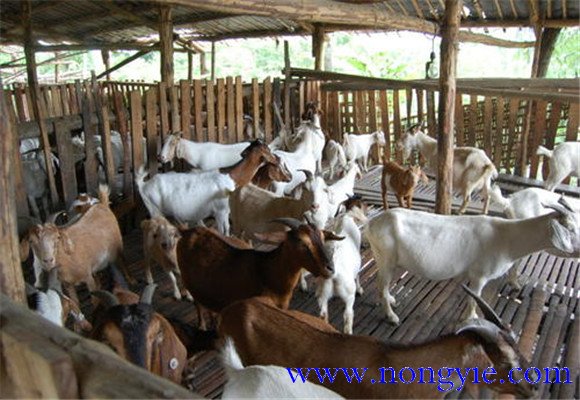 舍飼養(yǎng)羊的品種選擇，舍飼養(yǎng)羊技術(shù)要點(diǎn)