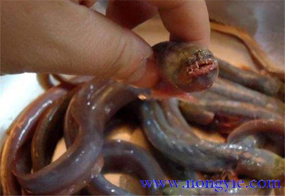 紅狼牙鰕虎魚能吃嗎？
