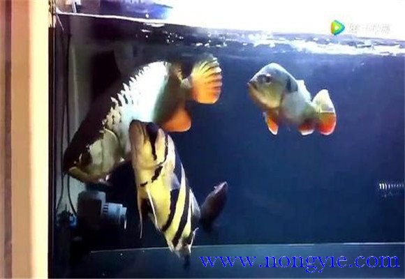 虎魚和龍魚怎么混養(yǎng)？