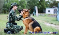 訓(xùn)犬應(yīng)遵循什么樣的基本原則，聽(tīng)從什么忠告