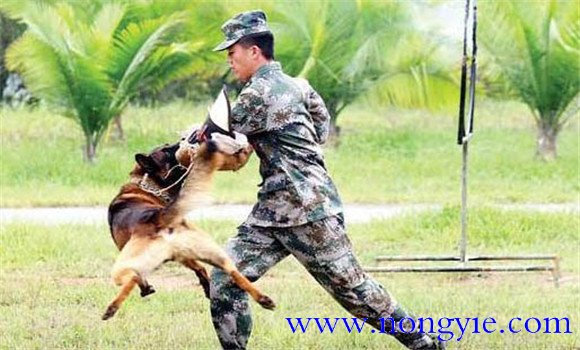 因犬制宜，區(qū)別對待的原則