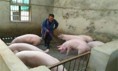 豬偽狂犬病的癥狀、危害及診斷要點,怎么治療