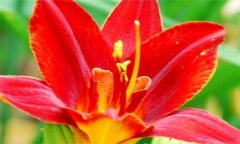 紅花的功效與作用 紅花的營(yíng)養(yǎng)、功效、用法