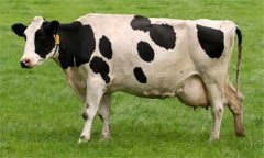 奶牛乳房炎久治不愈怎么辦：試試這幾個(gè)辦法！