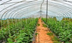 溫室黃瓜種植技術(shù)和管理新方法，共分五步驟